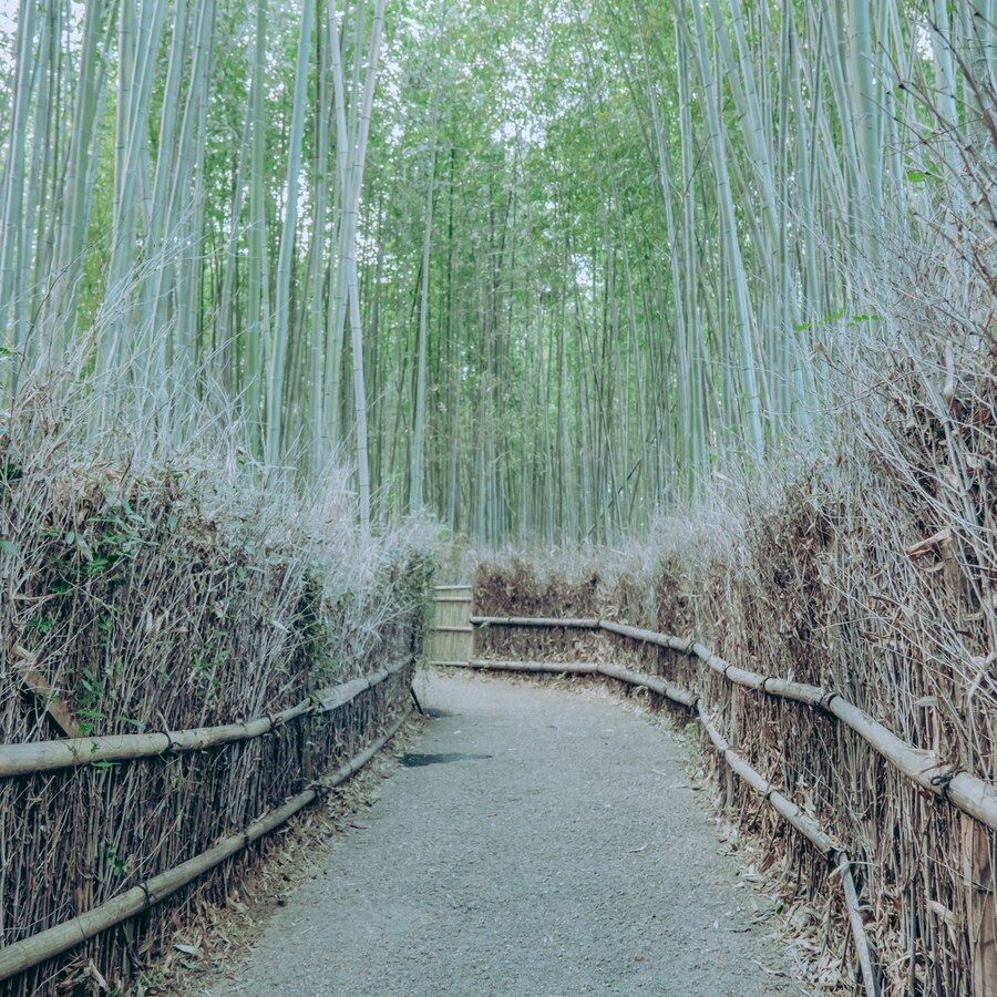竹林间的小路