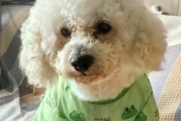 我的小狗,是最懂我的那个教练(原文插图)