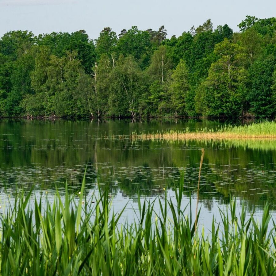 绿色湖景