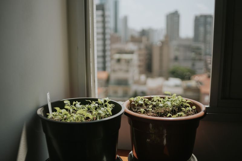 生长场景照片